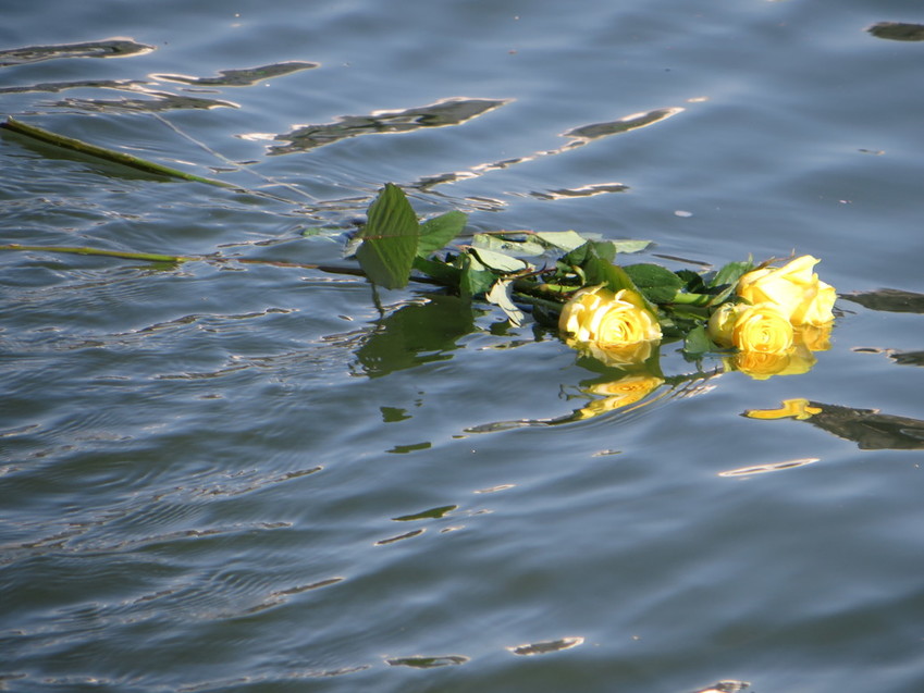 Homenaje a las personas fallecidas en las aguas del Mediterráneo.Un par de rosas amarillas flotan sobre el agua